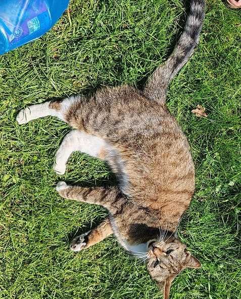 dwie kotki do adopcji