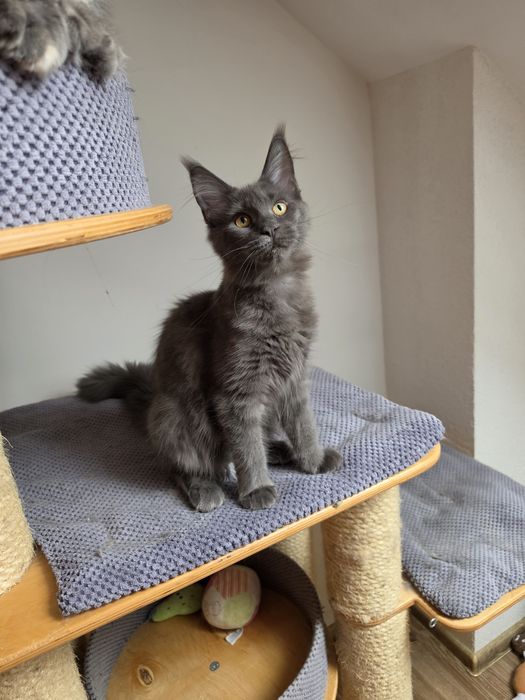 Niebieska dymna koteczka Maine coon