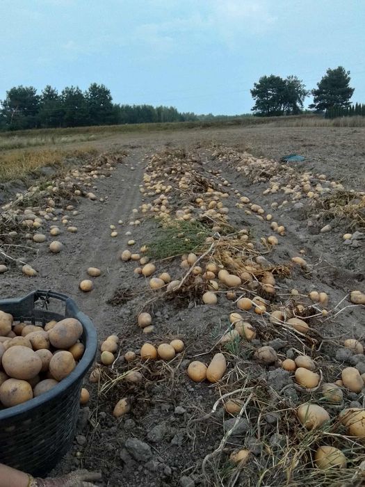 Ziemniaki jadalne i paszowe