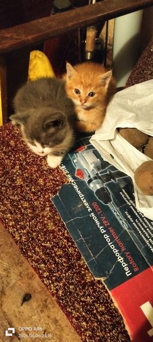 Віддам в добрі руки кошенят