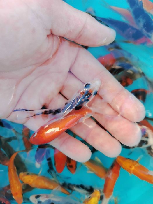 Carpas koi 7-9cm - Grade A - Super Preço