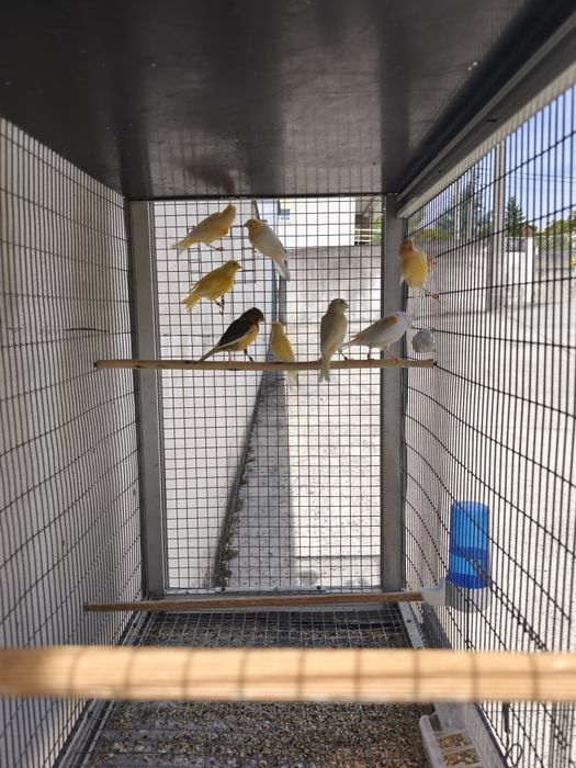 Caturras 2025 e canários 2025