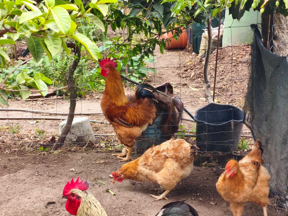 Animais de capoeira galinhas