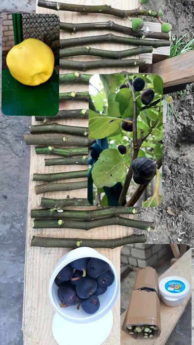 инжир Шави Легви черенки