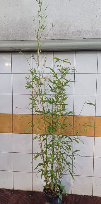 Bambus.Bisset e aurea koy