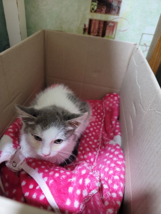 безкоштовно в добрі руки кошенятко котик кошеня котёнок