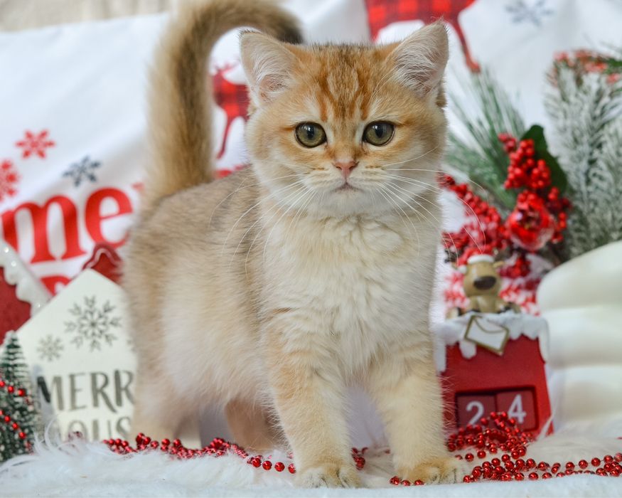 Британська кішечка