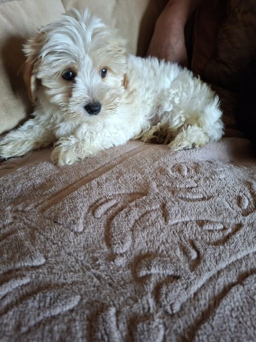 Yorkshire Terrier brewier dziewczynka
