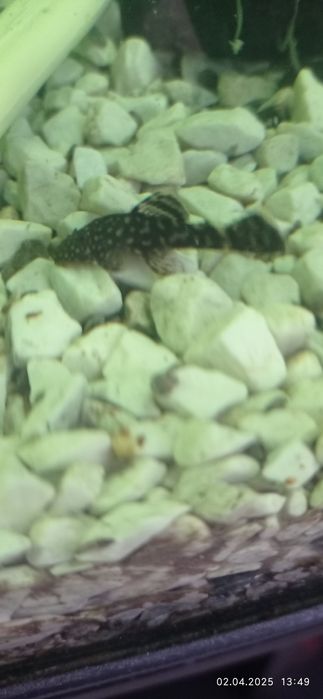 Рибки Анциструс.