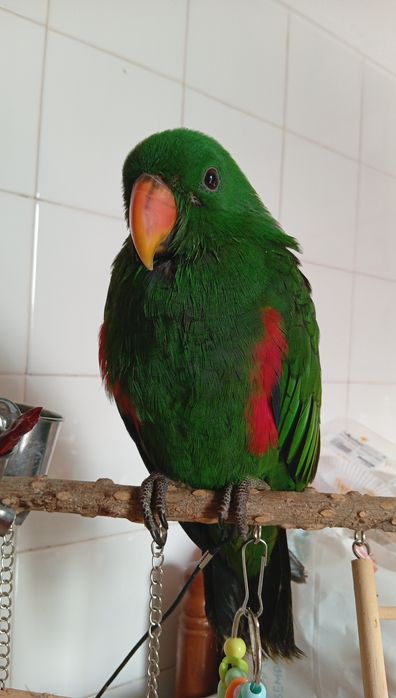 Papagaio ecletus macho