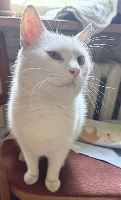 Молодий котик в хороші руки