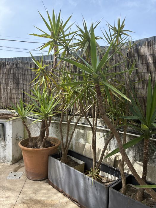Conjunto de yuccas adultas em vasos – jardim pronto