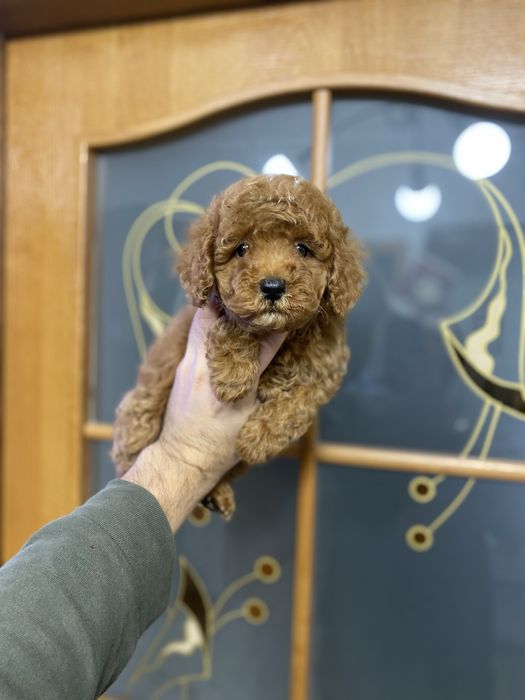 Гарна дівчинка мальтіпу