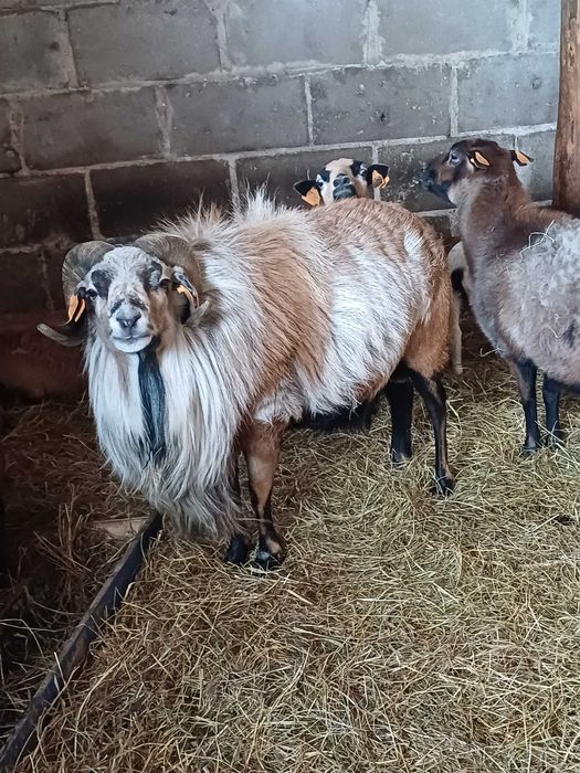 Sprzedam barana kameruńskiego