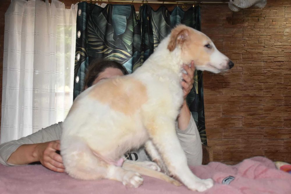 Iwan-chart rosyjski borzoj