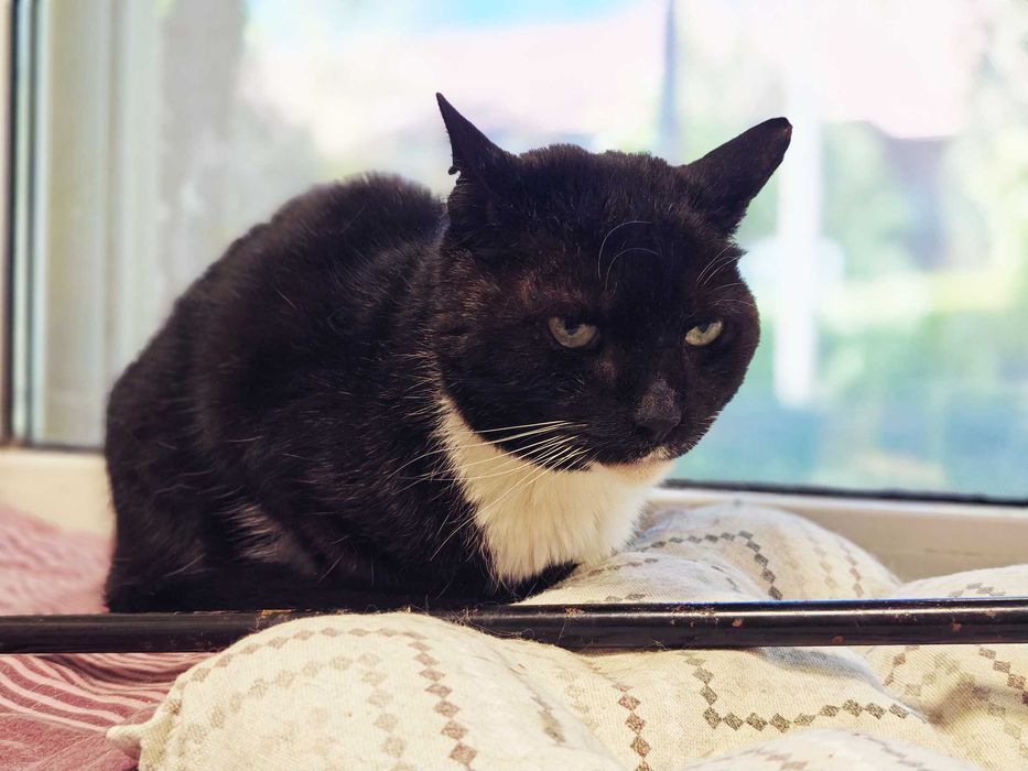 Котик, кіт, котусик-добряк Добриня – шукає сім'ю!