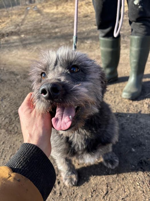 Alex, pies do adopcji