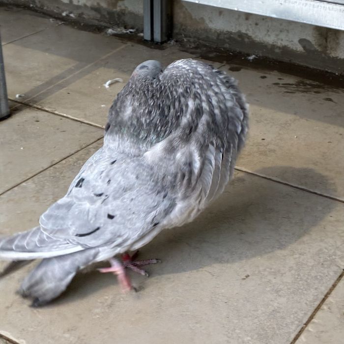 Pombos gaditanos em VNG