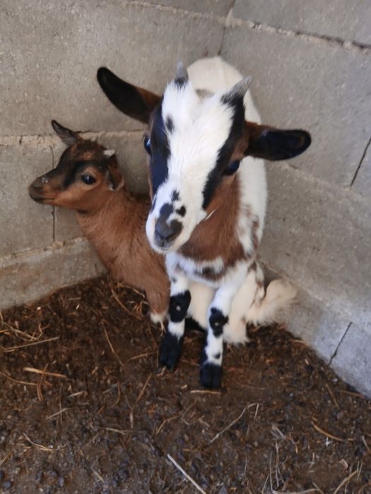 Casal de cabras anãs