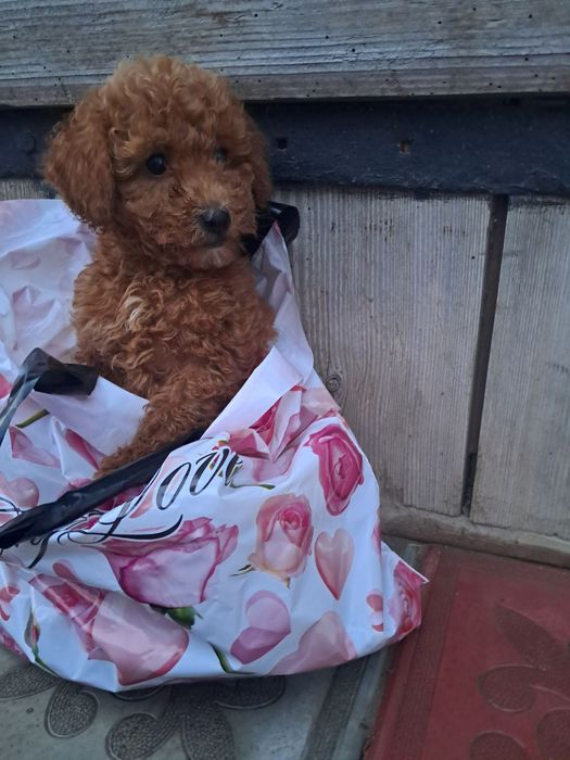 Красунчик хлопчик -той-Пудель.