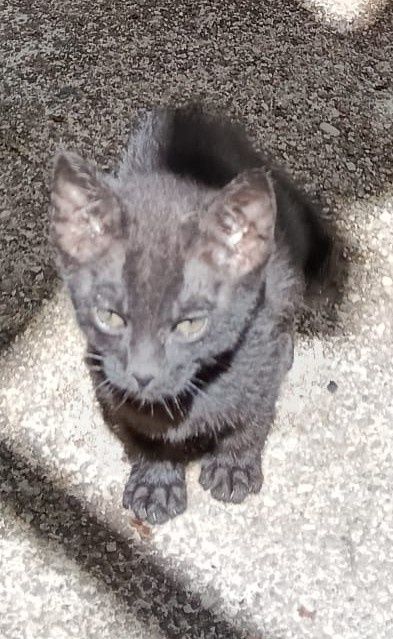 Gatinha bebé para adoção responsável