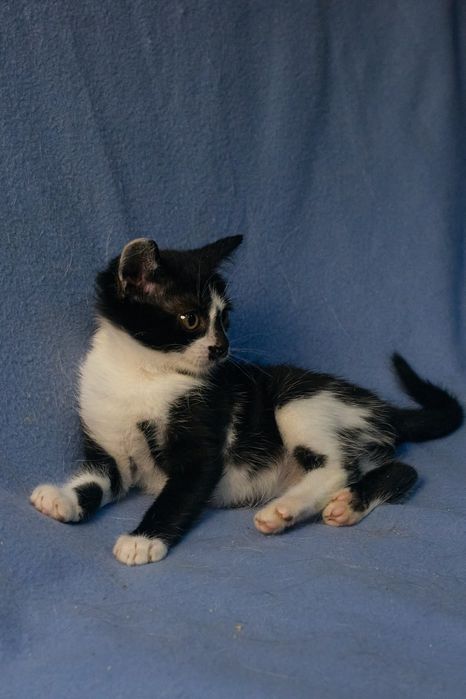 Ласковая нежная кошечка 2.5 месяца ищет Семью и Дом