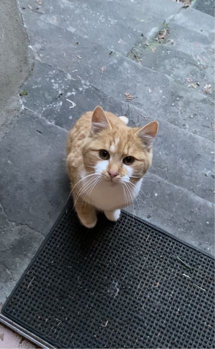 Slodkie male kotki szukaja domów