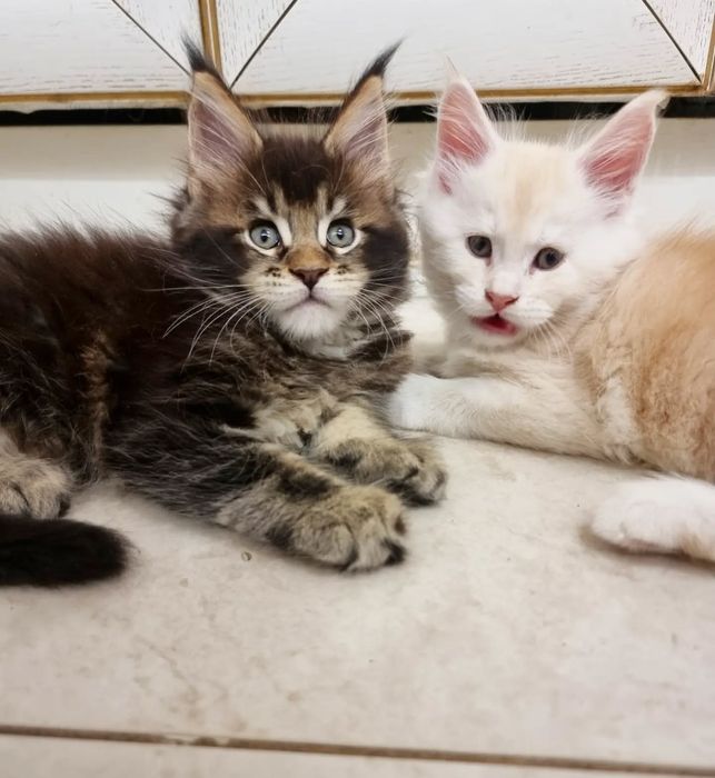 Розкішни кошенята породи мейн кун