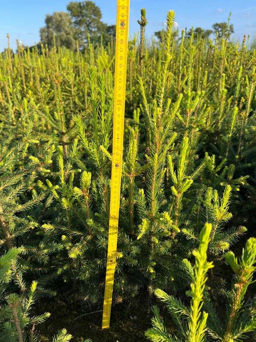 Świerk pospolity 80 cm 110 cm