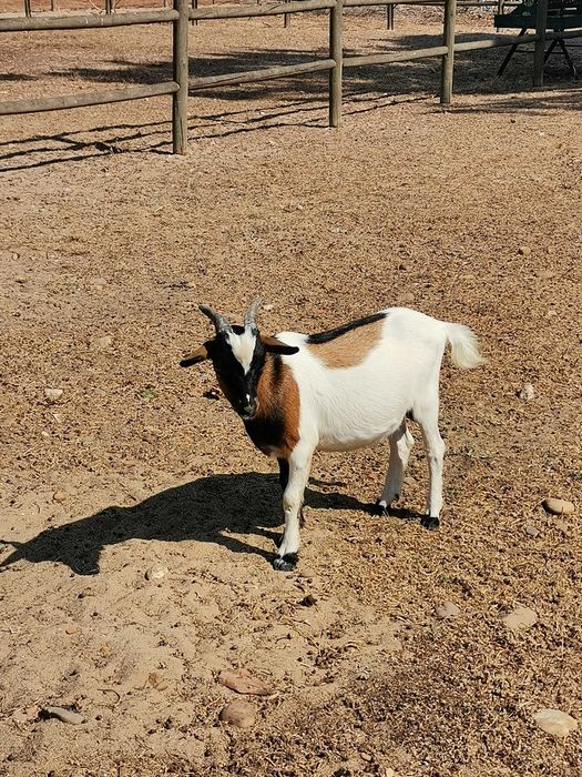 Cabritos e cabras anãs nascidos em Agosto