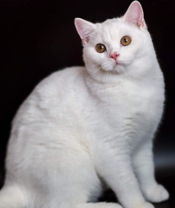 Британські котики