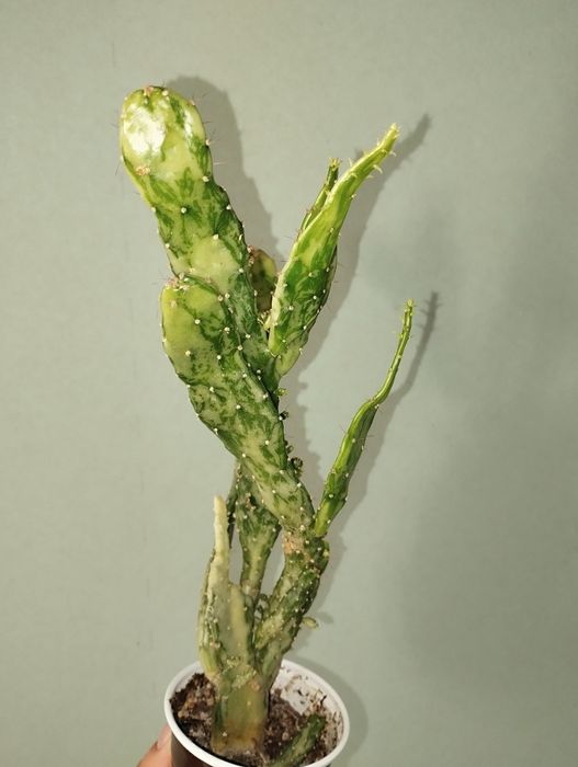 Opuncja monacantha variegata