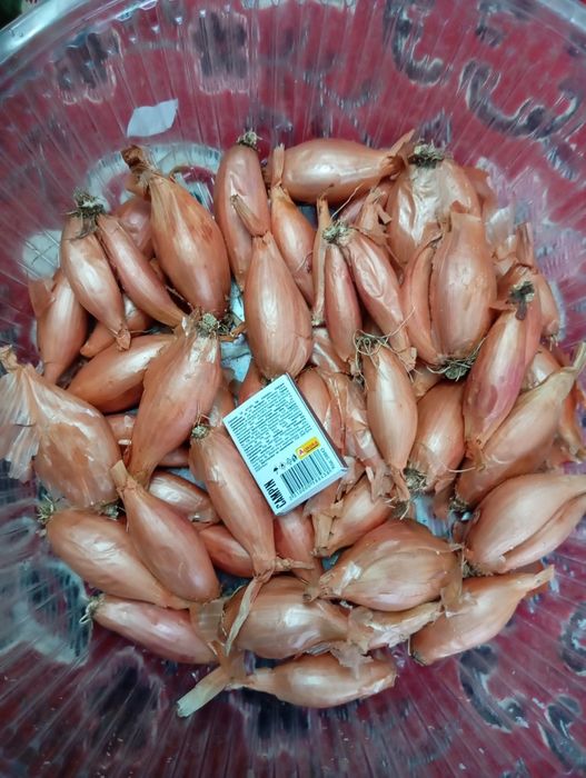 Цибуля кущівка, шалот.