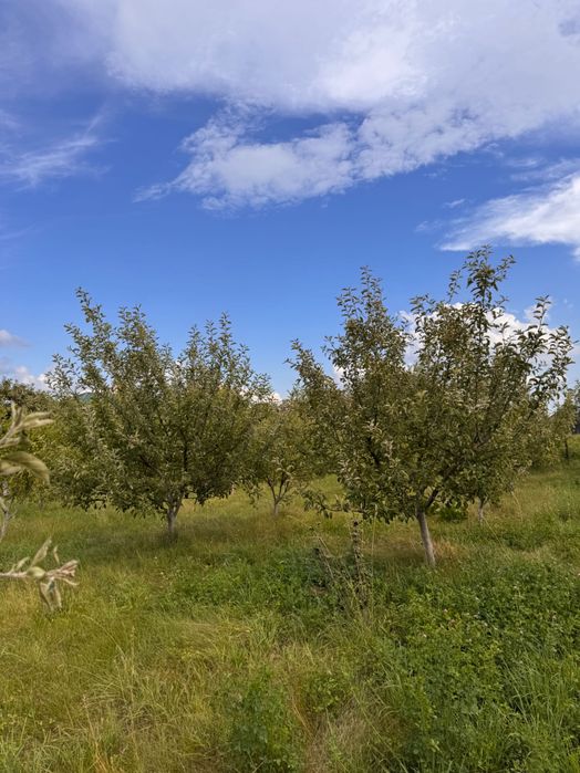 Продам ДАЧУ Рівненський район