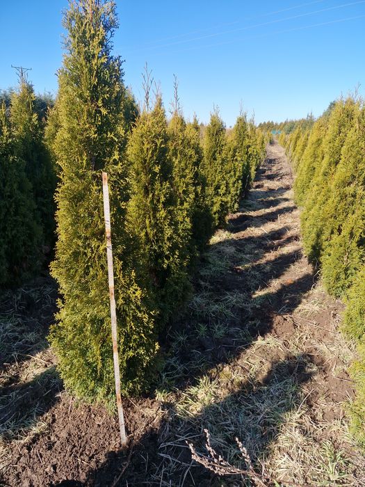 Tuja smaragd 120-140 kopane