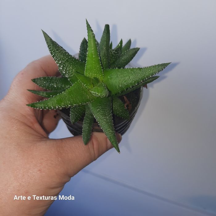 suculentas  sortidas