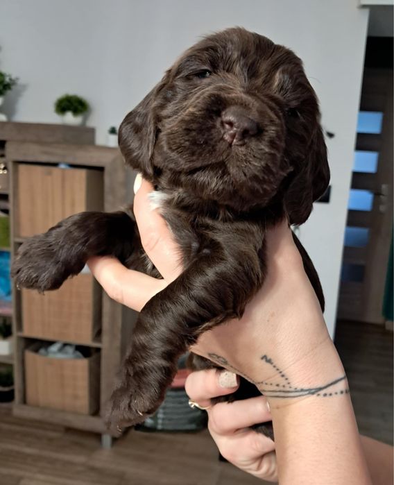 Cocker spaniel angielski czekoladowy