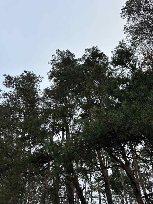 Продаж ділянки в сосновом лісі