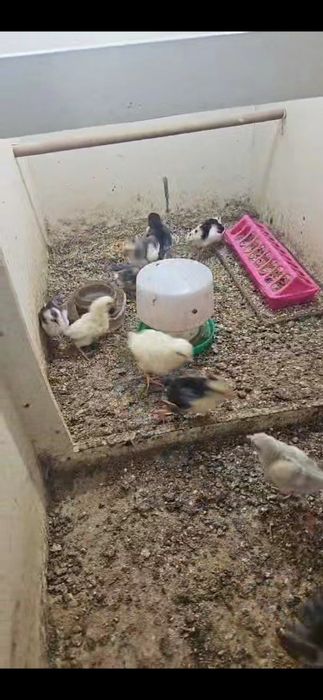 Kurczaki szwedzkie kwiaty