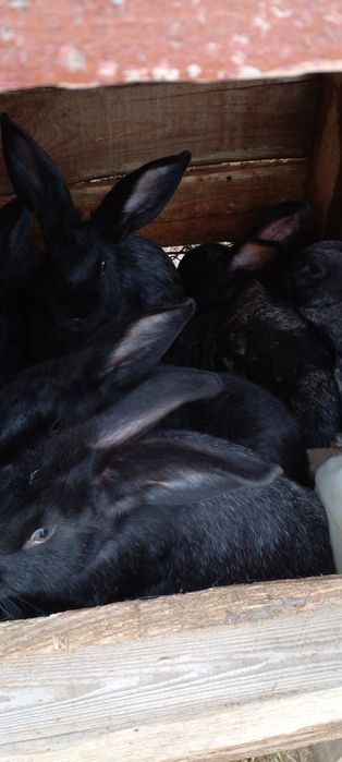 Кролики помесь бройлерного направления,мясо,тушки.