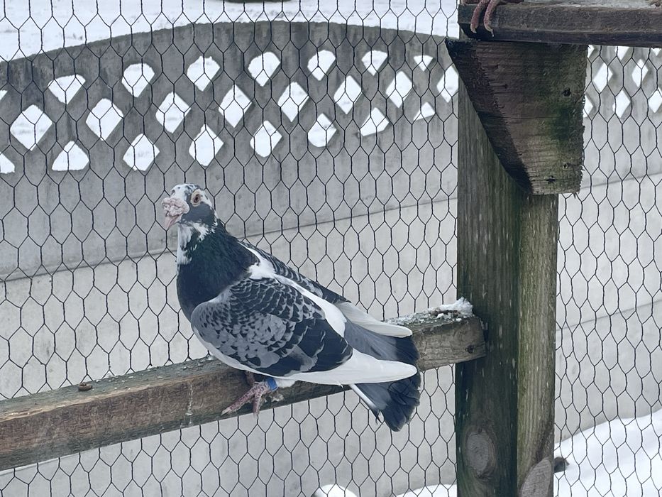 Golebie staropolskie