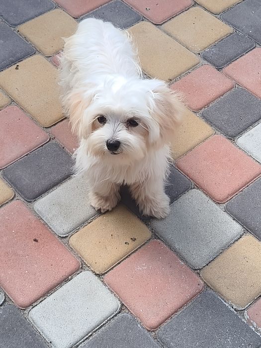 Малышка мальтипушка