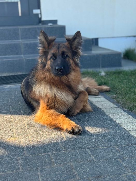 Owczarek niemiecki suczka