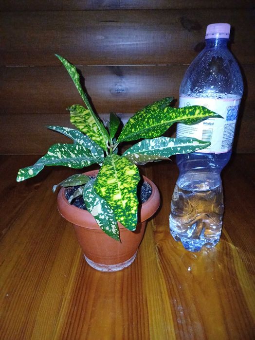 Кротон Gold кімнатна рослина