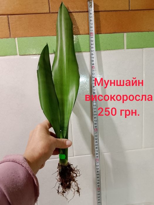 Муншайн високоросла