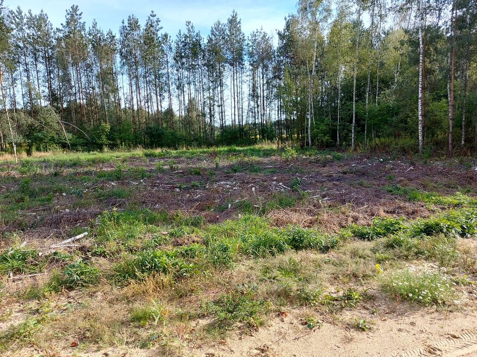 Zdjęcie 8