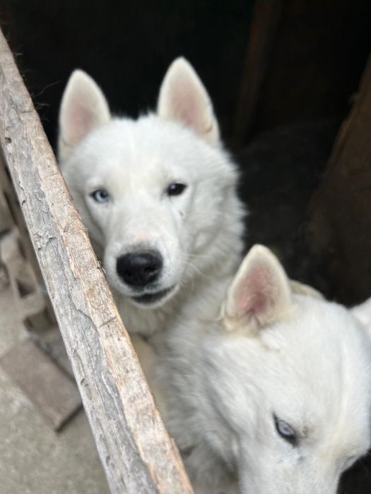 Лайки , два брата Симба и Снайпер