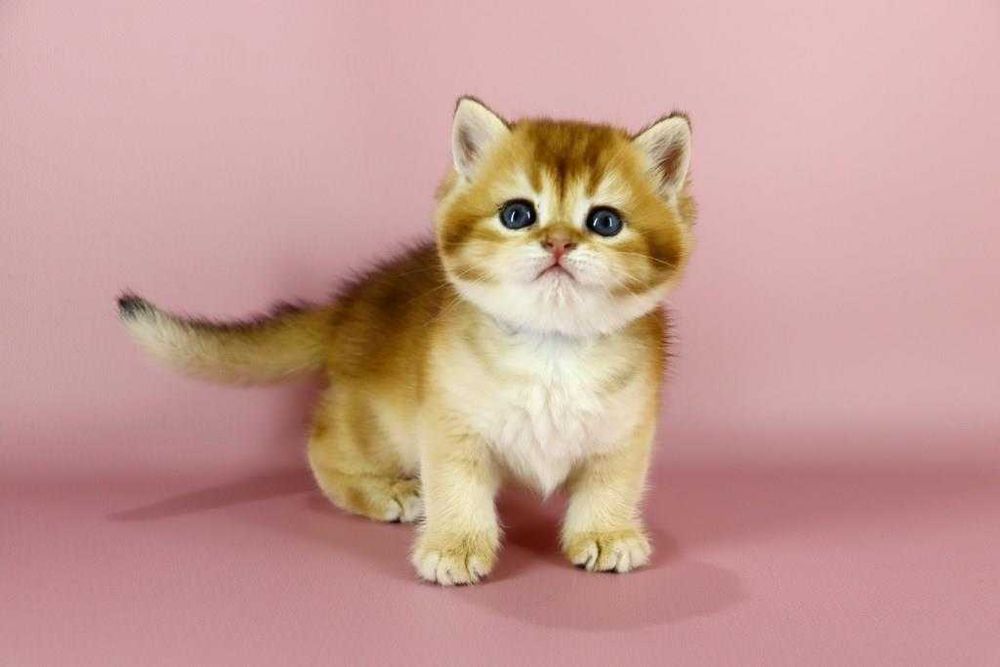 Дуже красива кішечка в забарвлені -золота шиншила