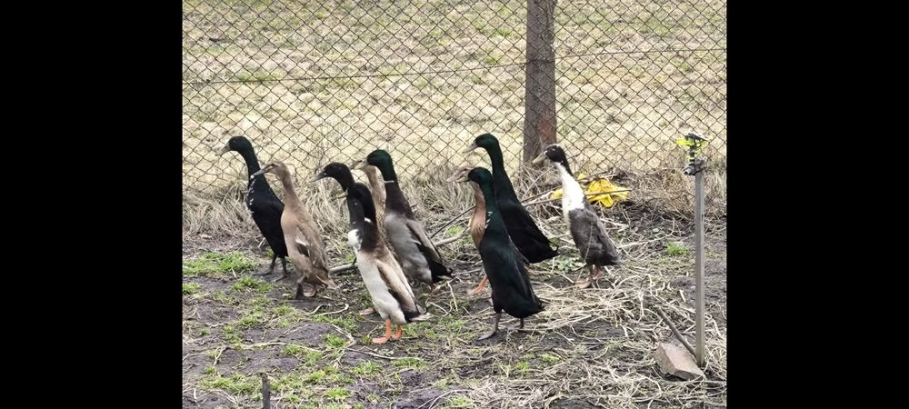 Kaczory biegusy zeszłoroczne