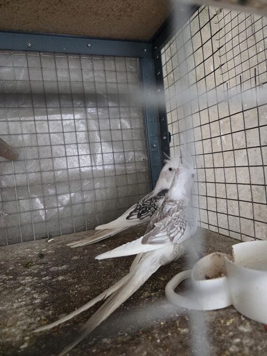 Casal de caturras alecrim